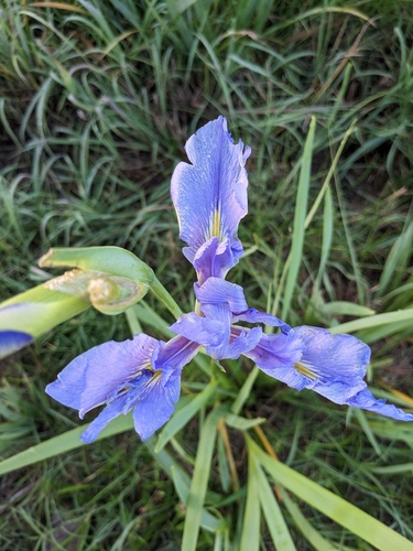 Dixie iris (Iris hexagona)