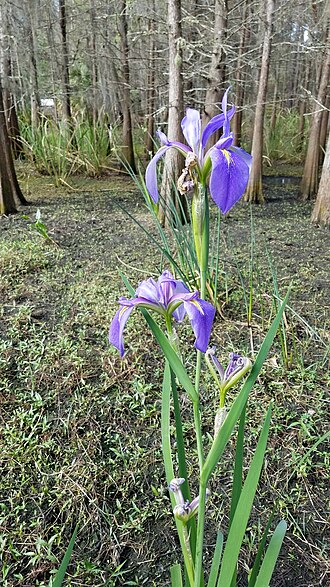 Dixie iris: Prairie Iris