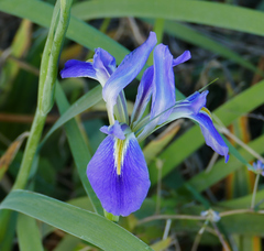 Dixie iris (Iris hexagona)