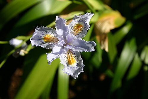 Iris japonica: Iris