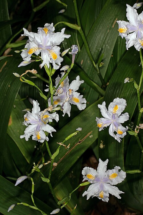 Iris japonica: Iris japonica , flowers; grown garden, Pretoria, Gauteng, South Africa