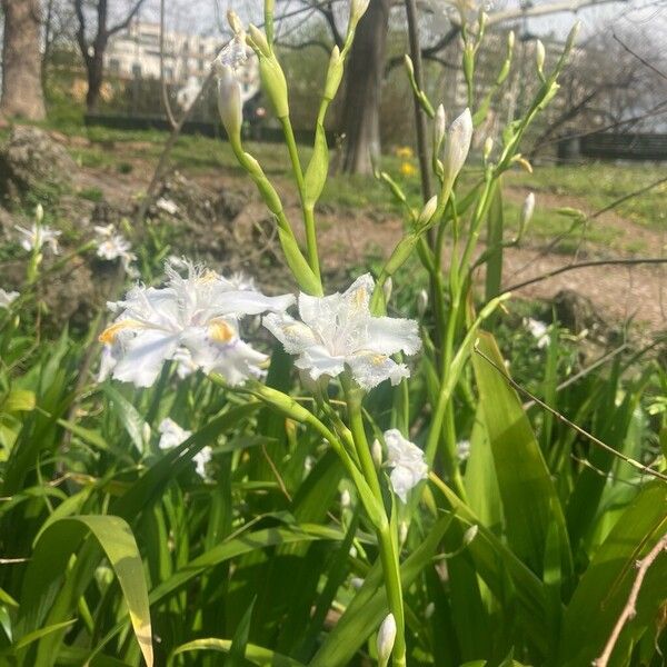 Iris japonica (Iris japonica)