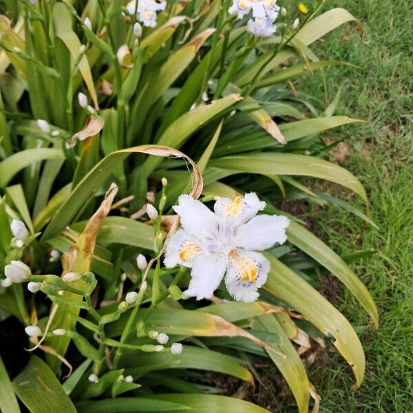Iris japonica (Iris japonica)