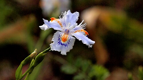 Iris japonica: Iris Japonica