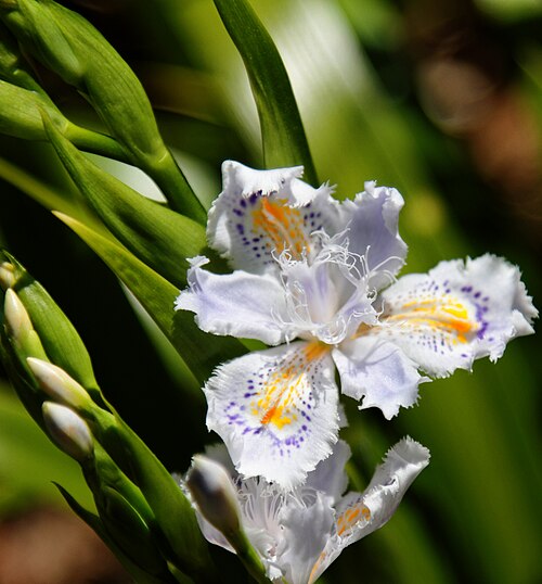 Iris japonica: Kamakura 2011-04
