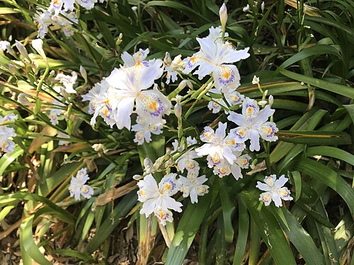 Iris japonica: シャガの花
