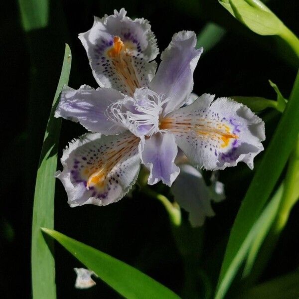 Iris japonica (Iris japonica)