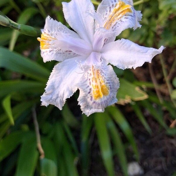 Iris japonica (Iris japonica)