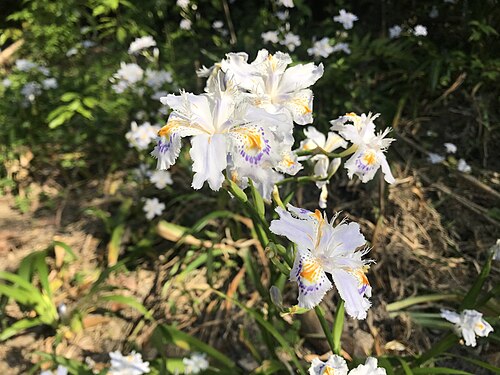 Iris japonica: シャガの花