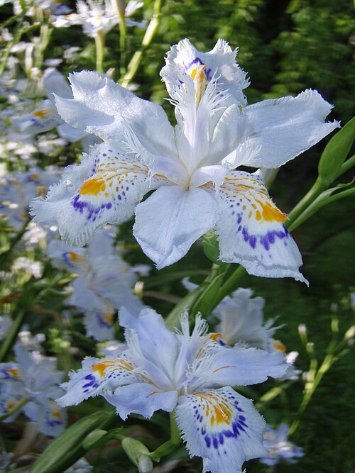 Iris japonica: Iris japonica , Nagano pref. Japan