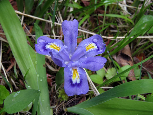 Dwarf lake iris (Iris lacustris)