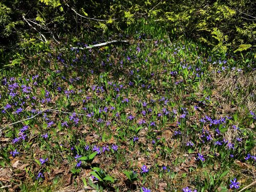 Dwarf lake iris (Iris lacustris)