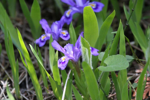 Dwarf lake iris (Iris lacustris)