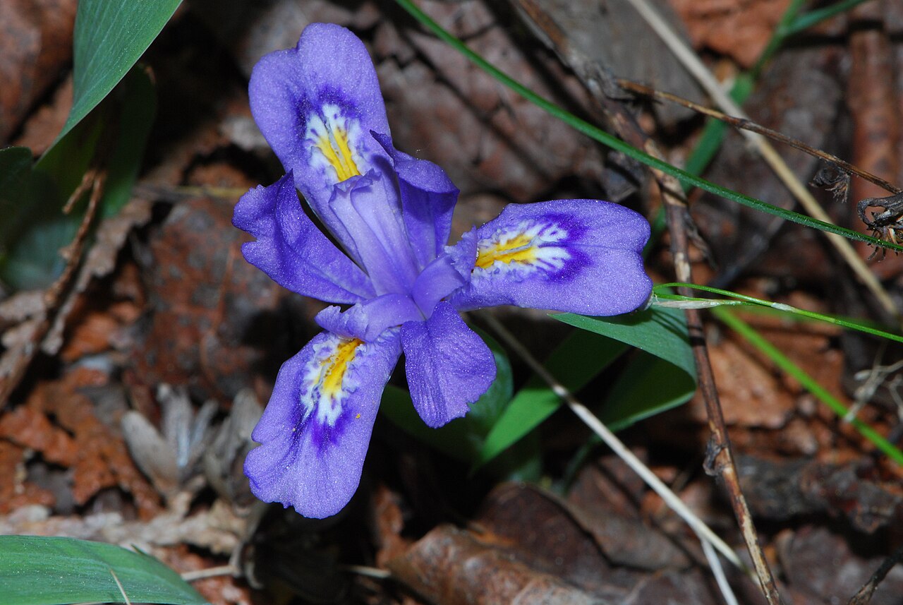 Dwarf lake iris: Peninsula Park White Cedar Forest Wisconsin State Natural Area #13 Peninsula State Park Door County