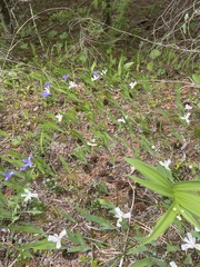 Dwarf lake iris (Iris lacustris)