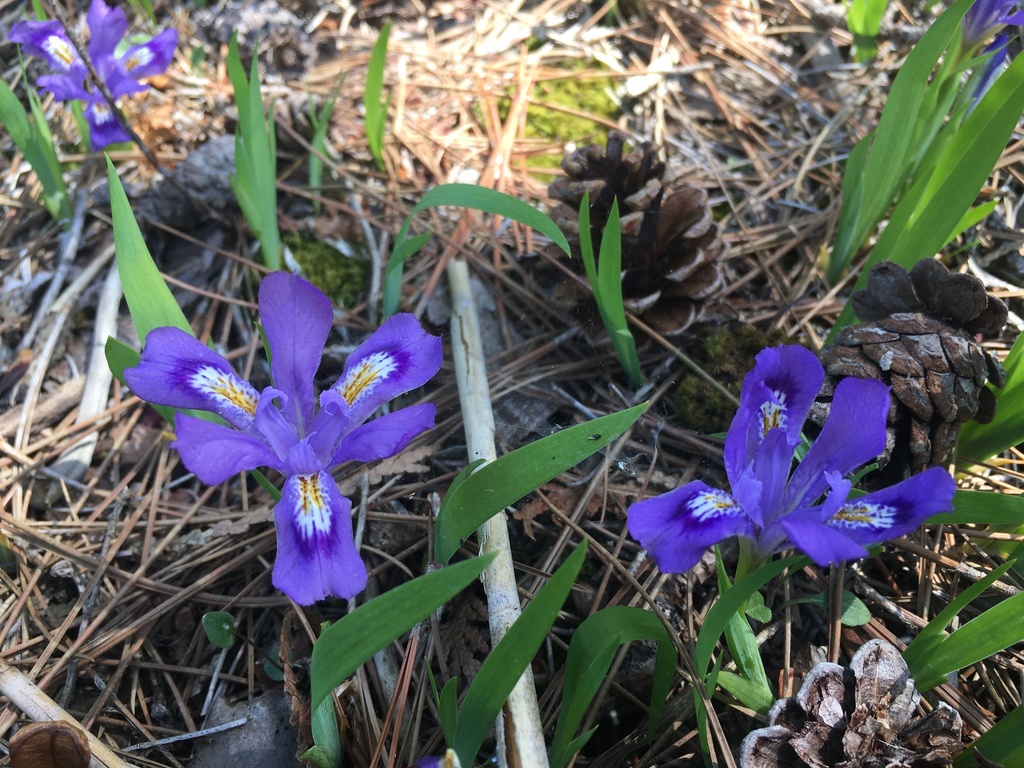 Dwarf lake iris (Iris lacustris)