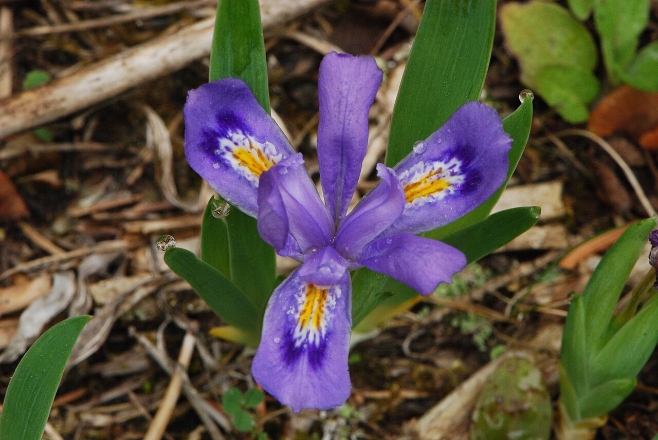 Dwarf lake iris: Iris lacustris — Dwarf Lake Iris (Iris lacustris) In Door County, Wisconsin .