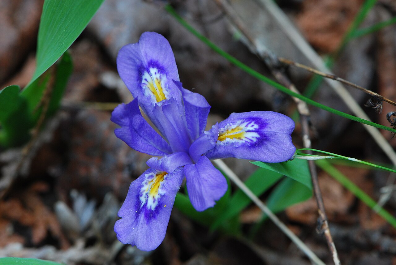 Dwarf lake iris: Peninsula Park White Cedar Forest Wisconsin State Natural Area #13 Peninsula State Park Door County