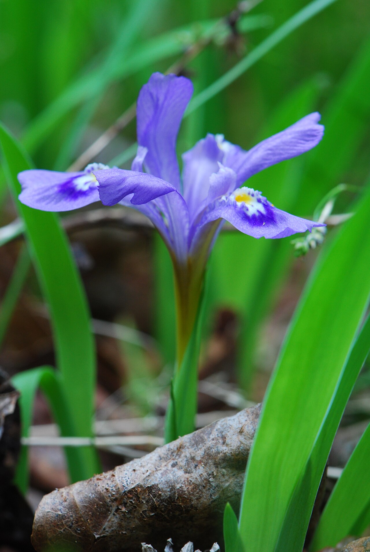 Dwarf lake iris: Peninsula Park White Cedar Forest Wisconsin State Natural Area #13 Peninsula State Park Door County