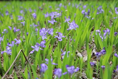 Dwarf lake iris (Iris lacustris)