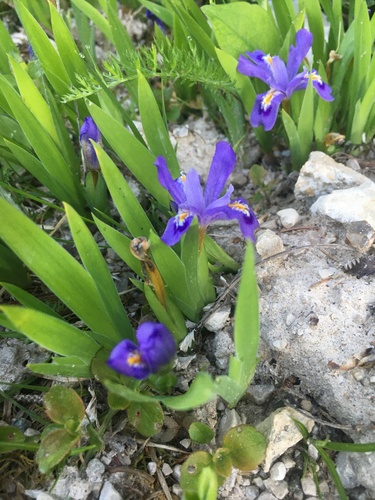 Dwarf lake iris (Iris lacustris)