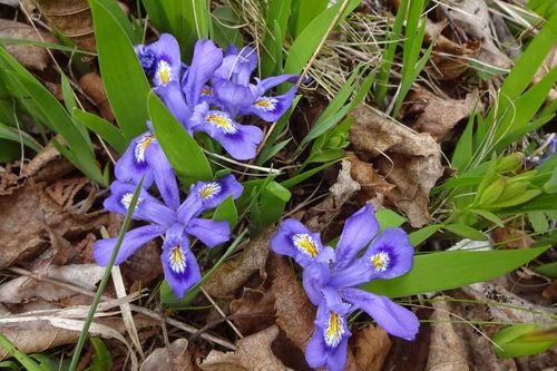 Dwarf lake iris (Iris lacustris)