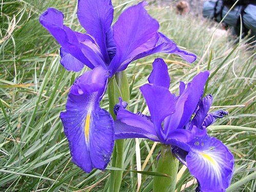 Iris latifolia: Iris des Pyrénées, photo A. Gaffard, fr:Cirque de Gavarnie , août 2004,