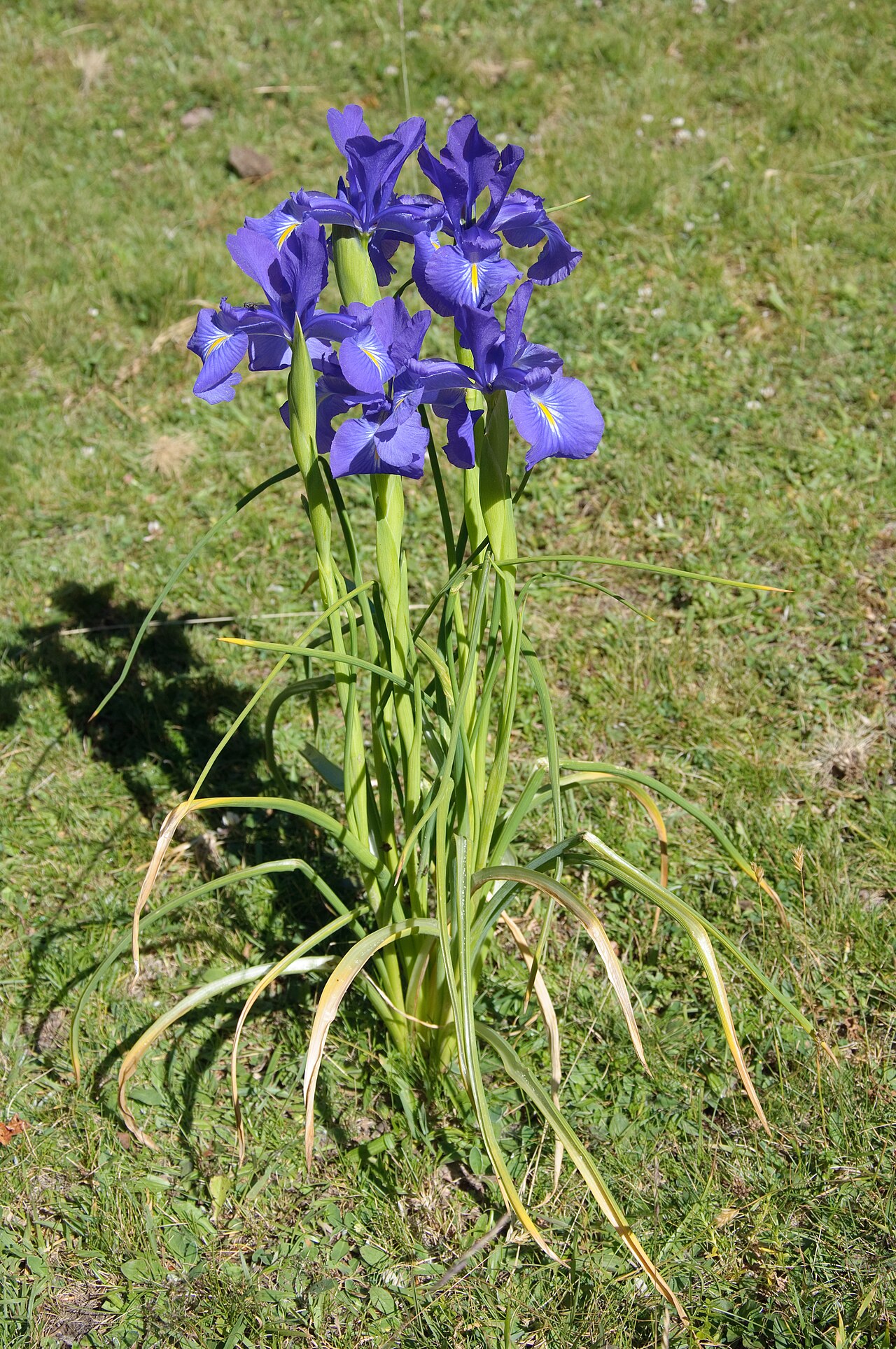 Iris latifolia: English Iris ( Iris latifolia ), towards the lakes of Ayous in the Pyrenees.