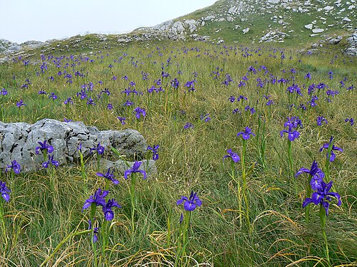 Iris latifolia: Champ d'Isis (Iris Latifolia) dans les Pyrénées..