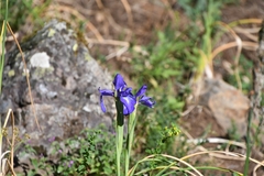 Iris latifolia (Iris latifolia)