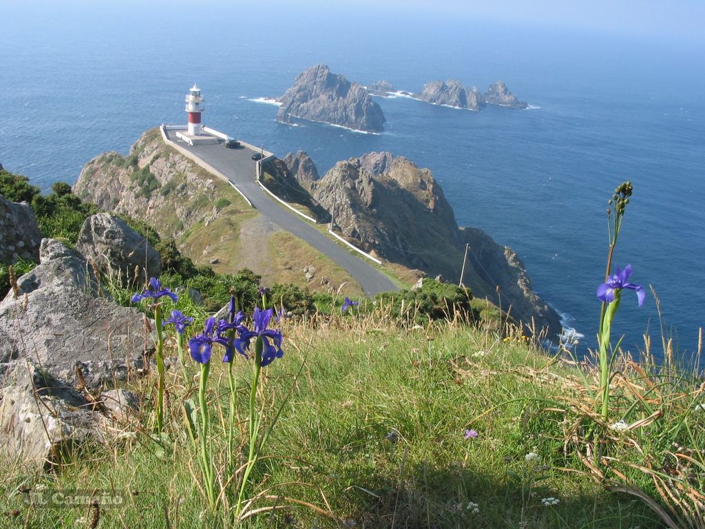 Iris latifolia (Iris latifolia)