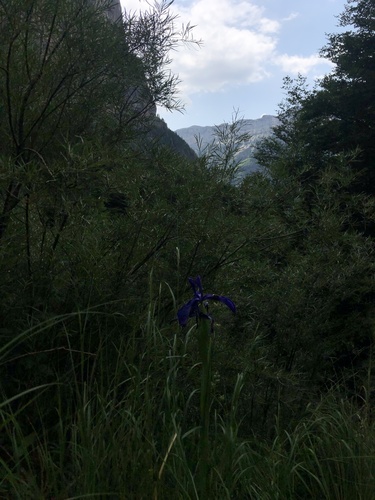 Iris latifolia (Iris latifolia)