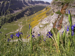 Iris latifolia (Iris latifolia)