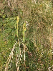 Iris latifolia (Iris latifolia)