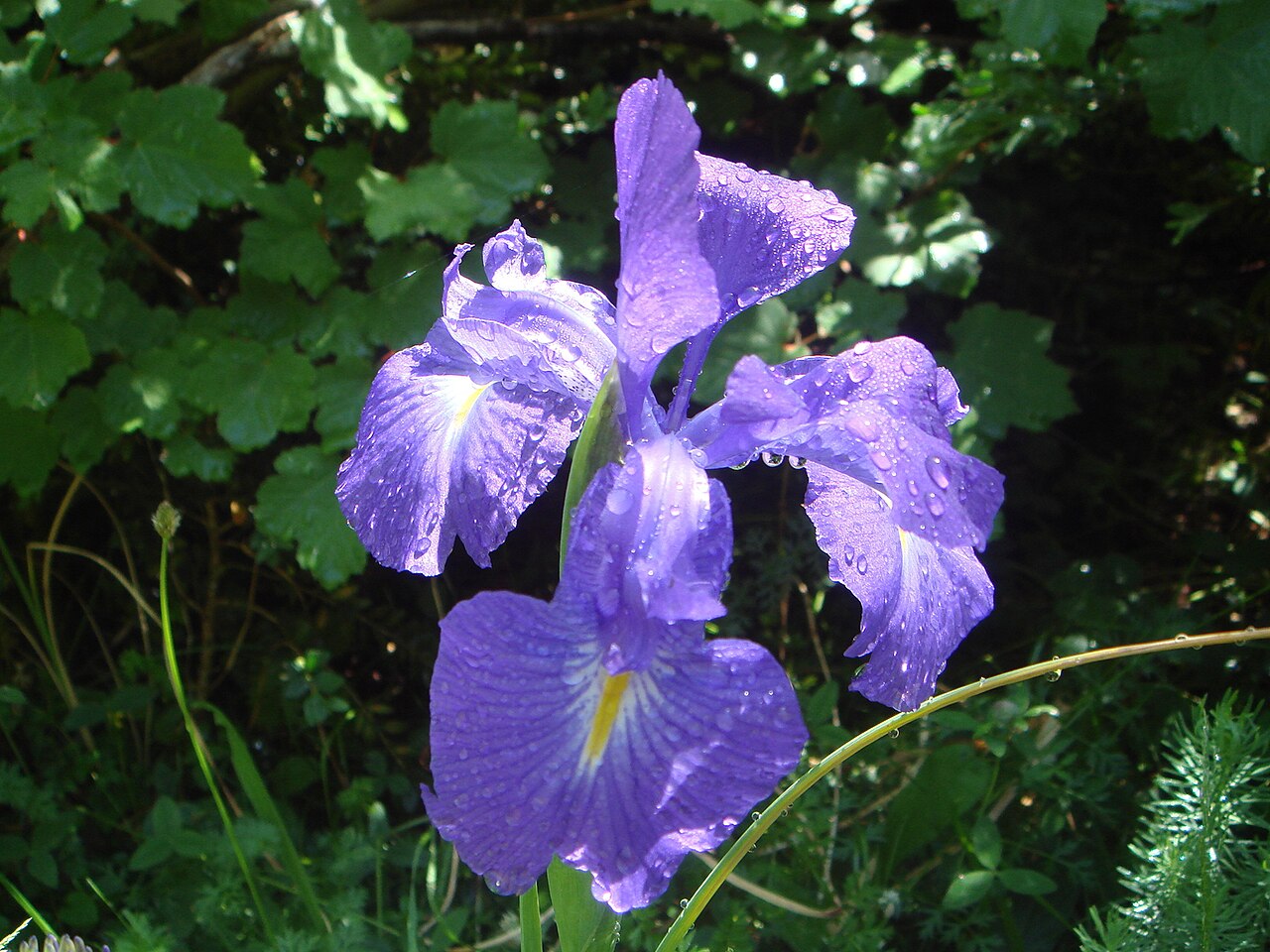 Iris latifolia: Iris latifolia , Valle de Pineta, Pirineos, (Huesca), España