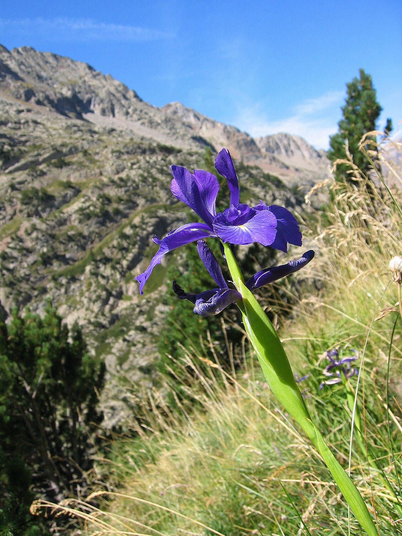 Iris latifolia: Iris_xiphioides Near Embalse de Respomuso, Pyrenees, Spain