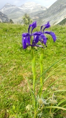 Iris latifolia (Iris latifolia)