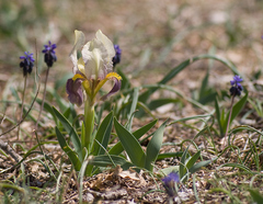 Crimean iris (Iris lutescens)