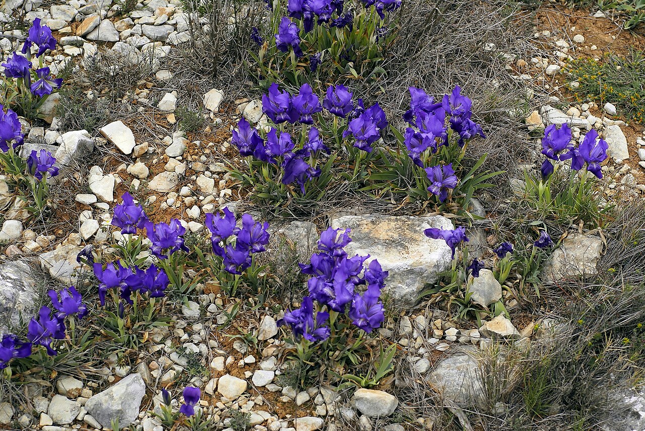 Crimean iris: near el Perelló (Catalonia), Spain