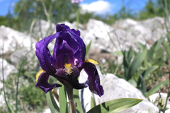 Crimean iris (Iris lutescens)