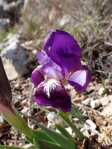 Crimean iris (Iris lutescens)
