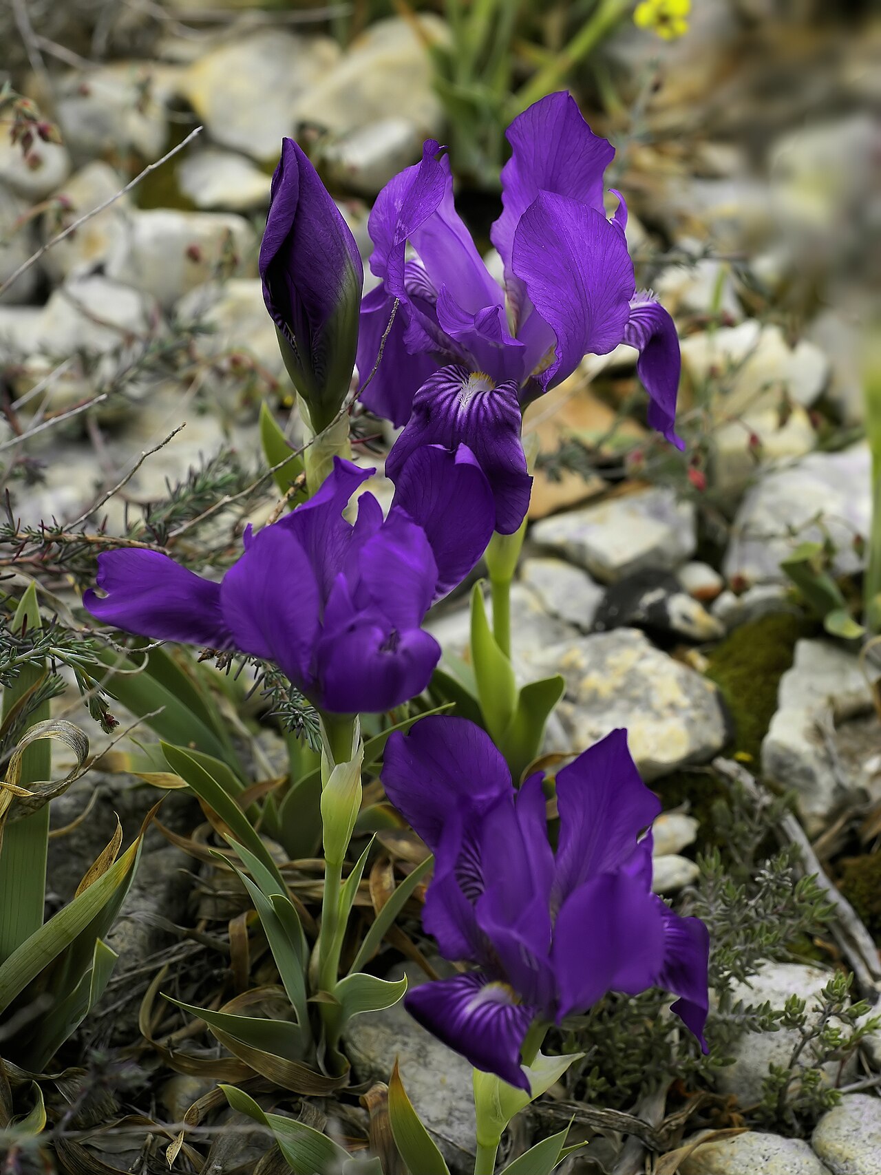 Crimean iris: near el Perelló (Catalonia), Spain