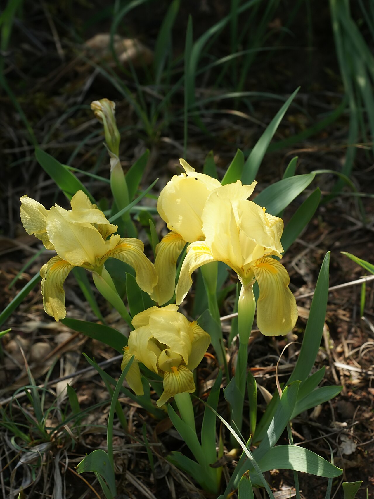Crimean iris: Variable Bearded Iris at Bois du Rouquan, Var, France