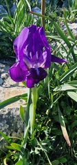 Crimean iris (Iris lutescens)