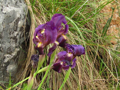 Crimean iris (Iris lutescens)