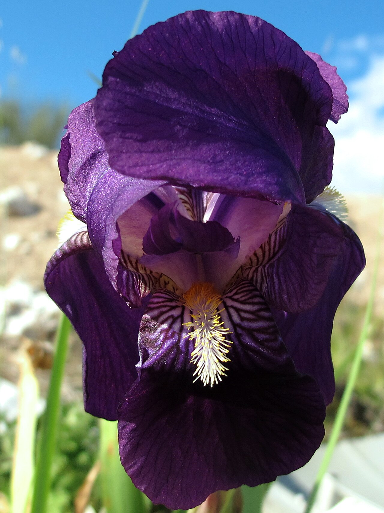 Crimean iris: Flores grandes, vistosas de color violeta, amarillas, o mezcladas de los dos colores, y aveces con algon tono blanco. Los tepalos estan interiormente cubiertos
