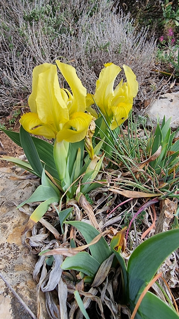 Crimean iris (Iris lutescens)