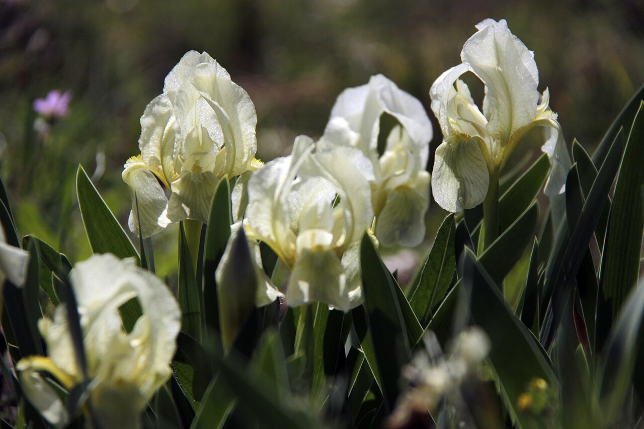 Crimean iris: yellow iris of the Mediterranean soil land. Photo taken at the beginning of March in a soil dry land of Montpellier Agglomeration, South France.