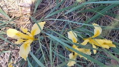 Bowltube iris (Iris macrosiphon)