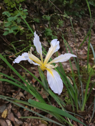 Bowltube iris (Iris macrosiphon)